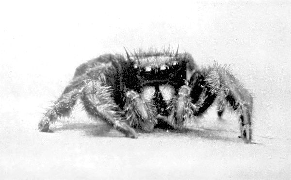 timid jumping spider
