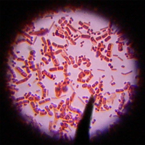 Bacteria, Microbial Bacteria, Microbial