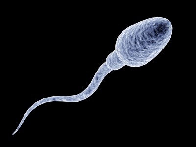 sperm, men, reproduction