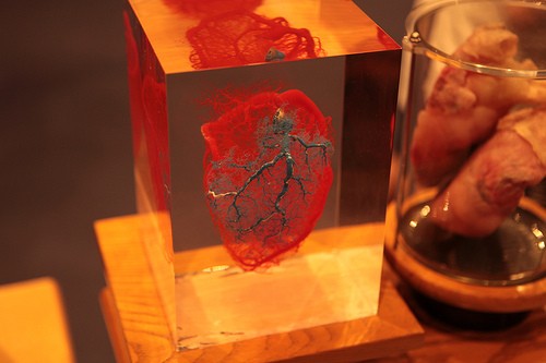 Human Heart Organ
