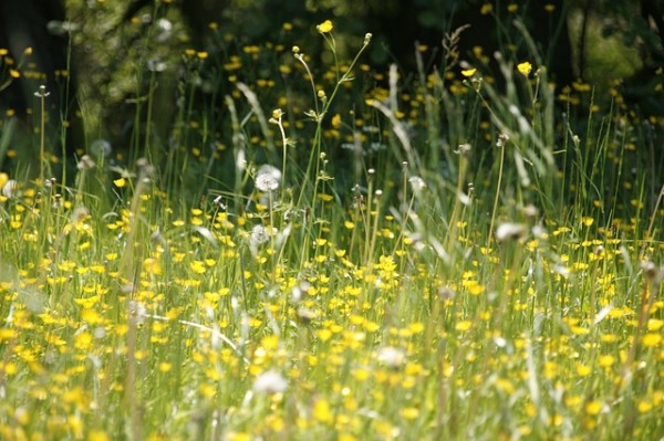 meadow, hay fever, allergies