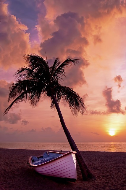 Palm Tree Palm Ocean Summer Vacation Boat Beach Palm Tree Palm Ocean Summer Vacation Boat Beach