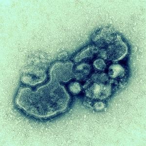 H7N9 influenza virus