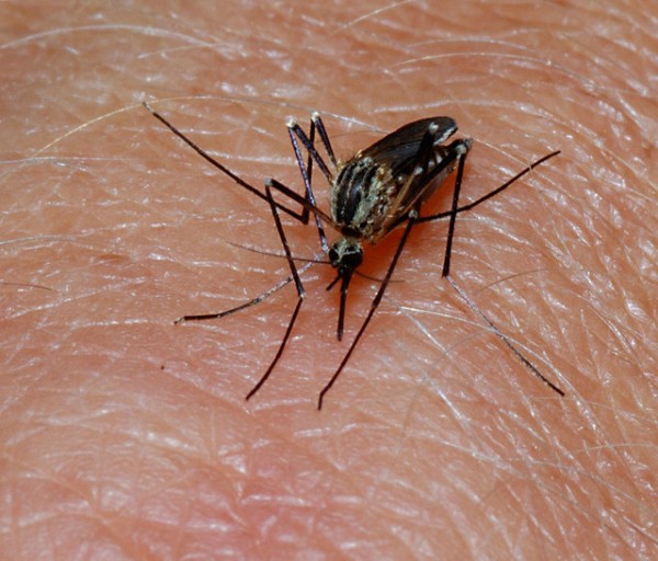 Mosquito Mosquito